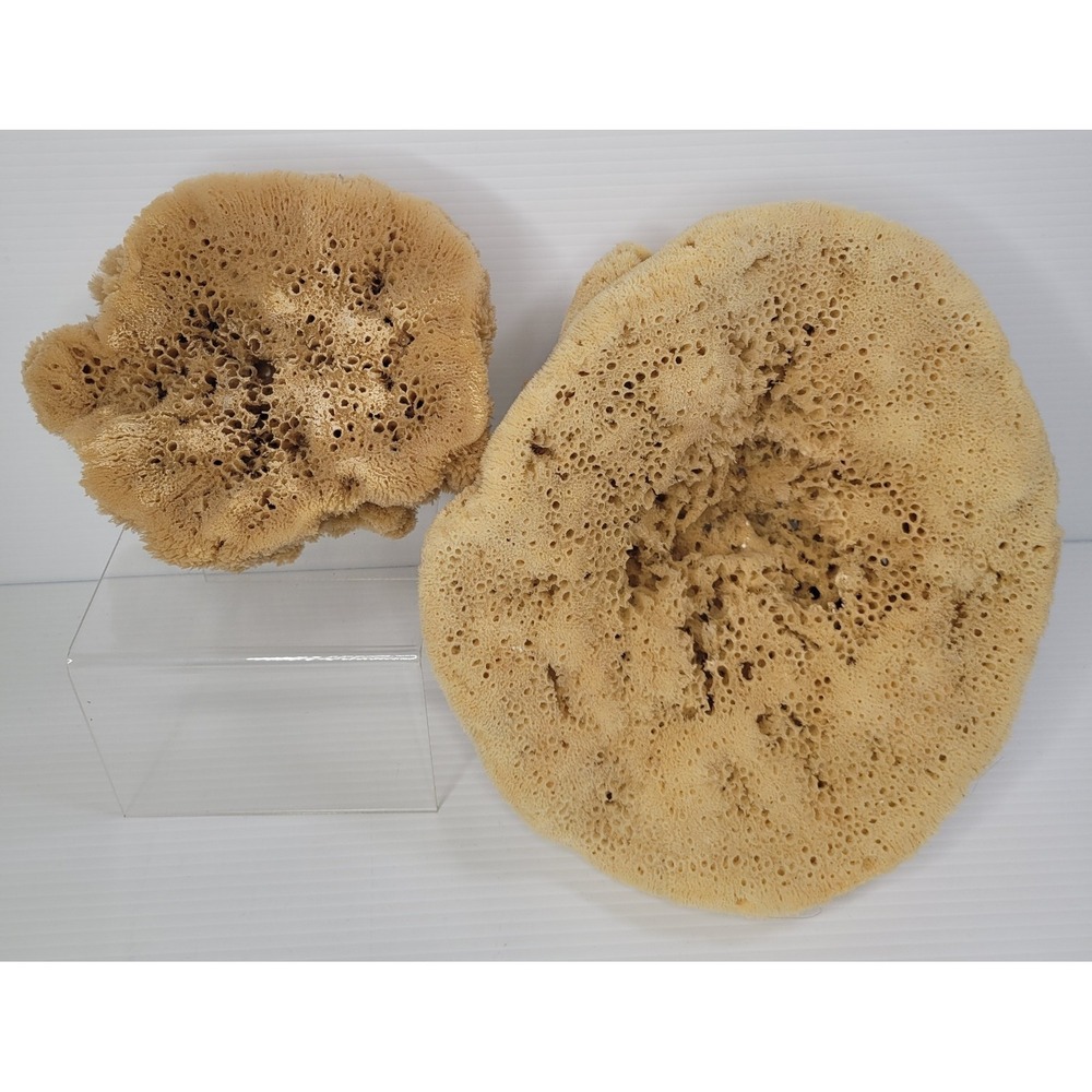 2 Natural Sea Sponges Vase Cap Ocean Nautical Beach House Decor 7" & 11" Unique